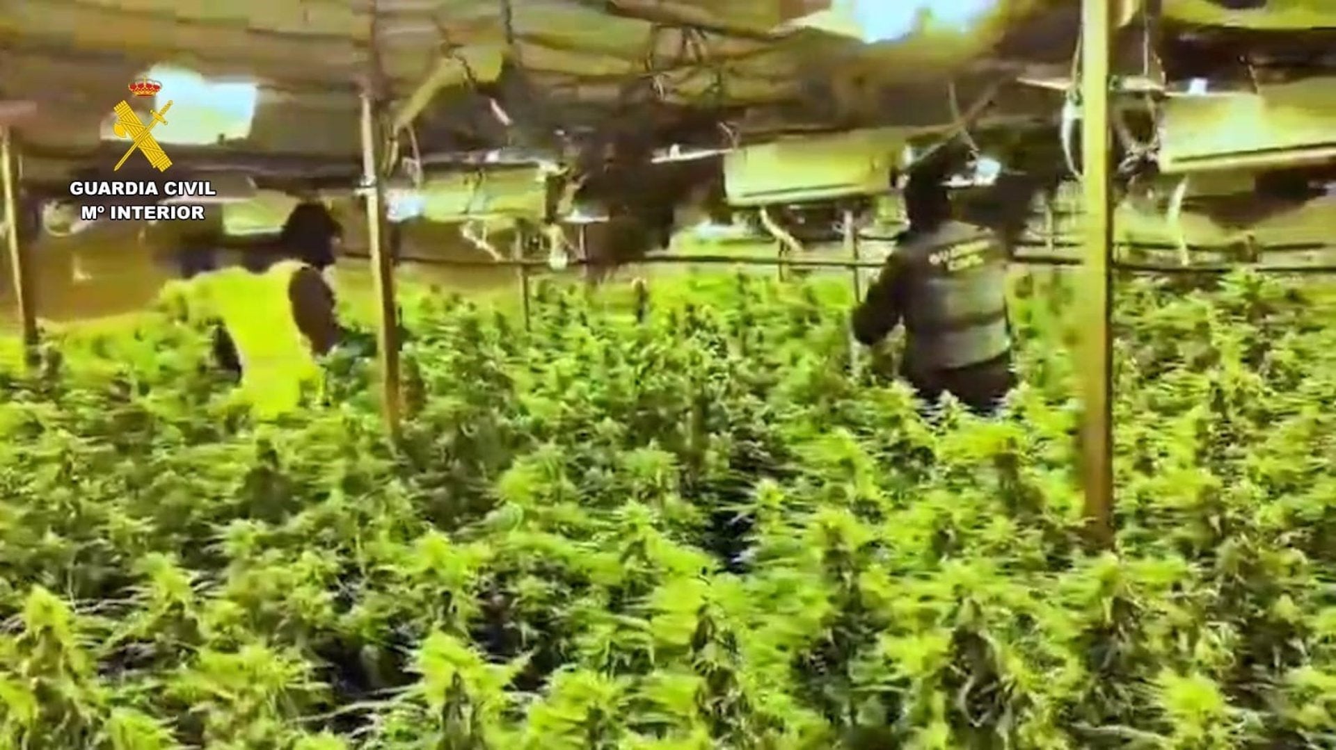 Desmantelado un cultivo con 863 plantas marihuana en una nave industrial de El Rubio Desmantelado un cultivo con 863 plantas marihuana en una nave industrial de El Rubio