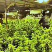 La plantación de marihuana intervenida en El Rubio 