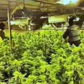 La plantación de marihuana intervenida en El Rubio La plantación de marihuana intervenida en El Rubio