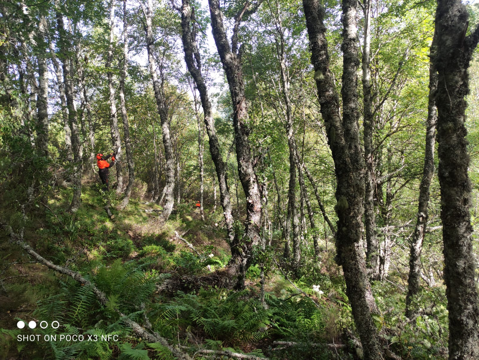 La Junta realiza tratamientos selvícolas en Palencia y León para mejorar la adaptabilidad del oso pardo y facilitar su conservación La Junta realiza tratamientos selvícolas en Palencia y León para mejorar la adaptabilidad del oso pardo y facilitar su conservación
