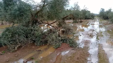 La Consejería de Agricultura comienza a evaluar sobre el terreno los daños de las borrascas en explotaciones agrarias La Consejería de Agricultura comienza a evaluar sobre el terreno los daños de las borrascas en explotaciones agrarias