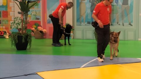 Perros Guía formación Perros Guía formación
