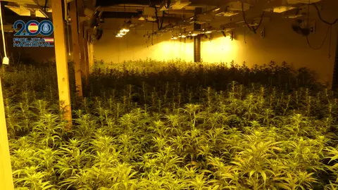 Incautados más de 300 kilos de marihuana en Teruel marihuana