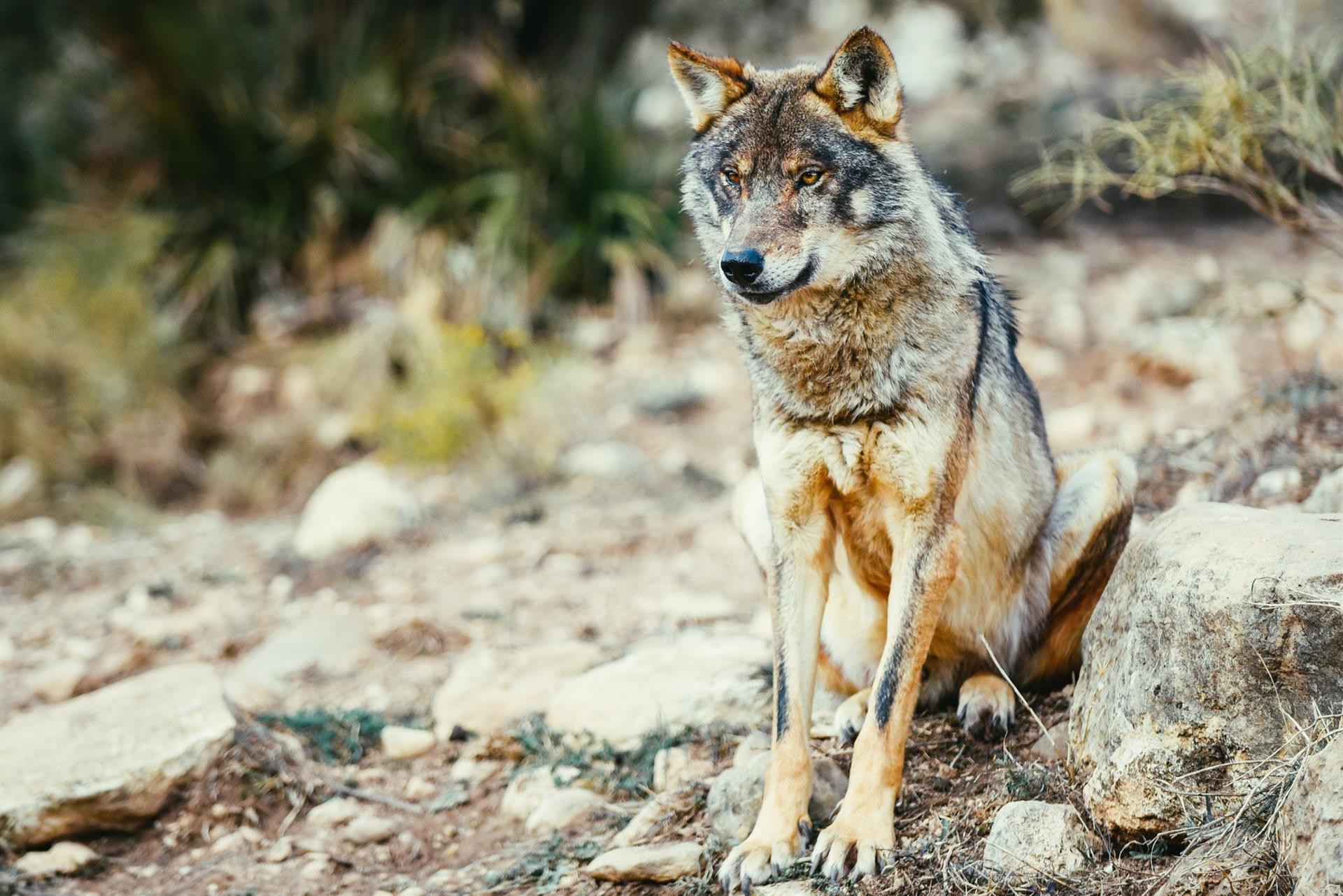 Cantabria "ha extraído 9 de los 41 lobos permitidos por el Plan de Gestión" en cuatro zonas de la comunidad Cantabria "ha extraído 9 de los 41 lobos permitidos por el Plan de Gestión" en cuatro zonas de la comunidad