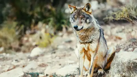 Lobo Ibérico Lobo Ibérico