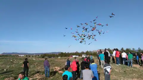 Dolores acoge este mes el Campeonato de Palomos Deportivos más importante de España Dolores acoge este mes el Campeonato de Palomos Deportivos más importante de España