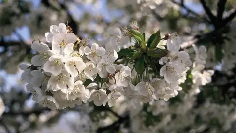 Más de 2 millones de cerezos del Valle del Jerte ya están en flor y las primeras cerezas llegarán en 40 días Más de 2 millones de cerezos del Valle del Jerte ya están en flor y las primeras cerezas llegarán en 40 días
