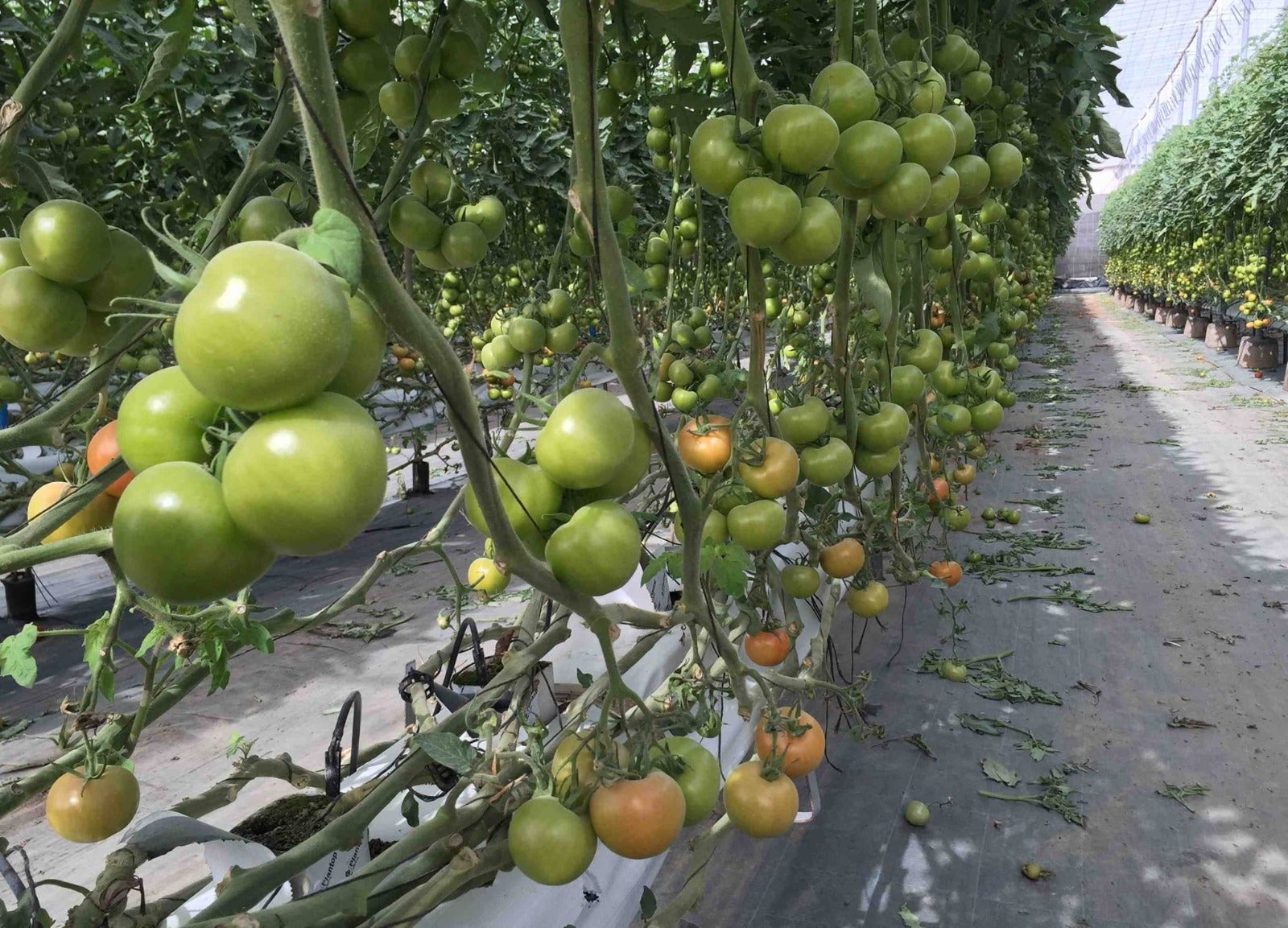 Más de Uno Canarias 01/04/2025 Más de Uno Canarias 01/04/2025