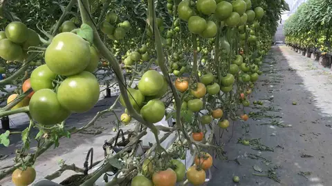 Cultivo de tomate canario Cultivo de tomate canario