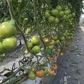 Cultivo de tomate canario Cultivo de tomate canario