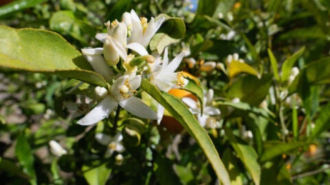 Naranjos