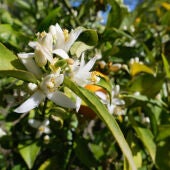Naranjos