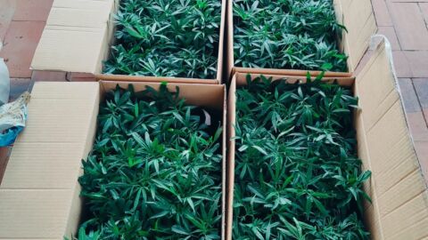 Detienen en Benidorm a un hombre por transportar 600 esquejes de marihuana y 13 bidones de fertilizantes para ser repartido en viviendas para su cultivo