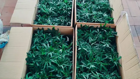 Detienen en Benidorm a un hombre por transportar 600 esquejes de marihuana y 13 bidones de fertilizantes para ser repartido en viviendas para su cultivo Detienen en Benidorm a un hombre por transportar 600 esquejes de marihuana y 13 bidones de fertilizantes para ser repartido en viviendas para su cultivo