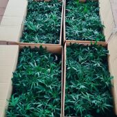 Detienen en Benidorm a un hombre por transportar 600 esquejes de marihuana y 13 bidones de fertilizantes para ser repartido en viviendas para su cultivo