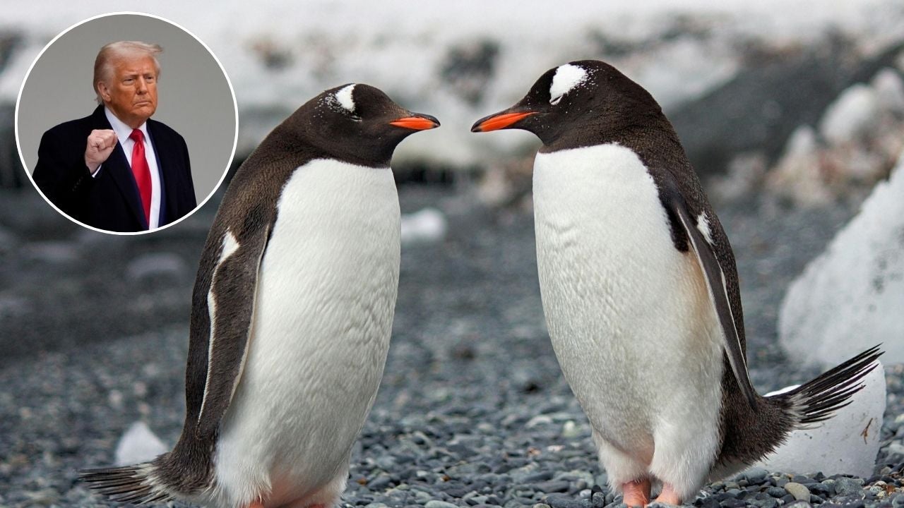 Trump impone aranceles a islas de la Antártida en la que solo hay pingüinos Trump impone aranceles a islas de la Antártida en la que solo hay pingüinos