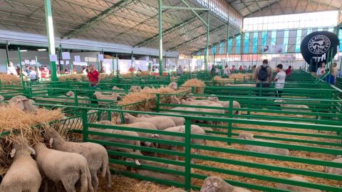 La Feria de Primavera de Zafra recupera la presencia de ganado vacuno tras 20 a&ntilde;os
