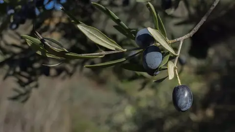 Archivo - Aceituna negra. - FAMP Archivo - Aceituna negra. - FAMP