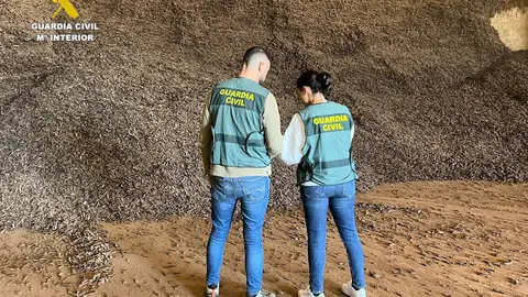 La Guardia Civil desarticula un grupo que vendió 74 toneladas de algarrobas robados terrenos agrícolas de Castellón La Guardia Civil desarticula un grupo que vendió 74 toneladas de algarrobas robados terrenos agrícolas de Castellón
