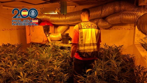 Un agente de la Policía Nacional en la plantación de marihuana que tenían los detenidos. Un agente de la Policía Nacional en la plantación de marihuana que tenían los detenidos.