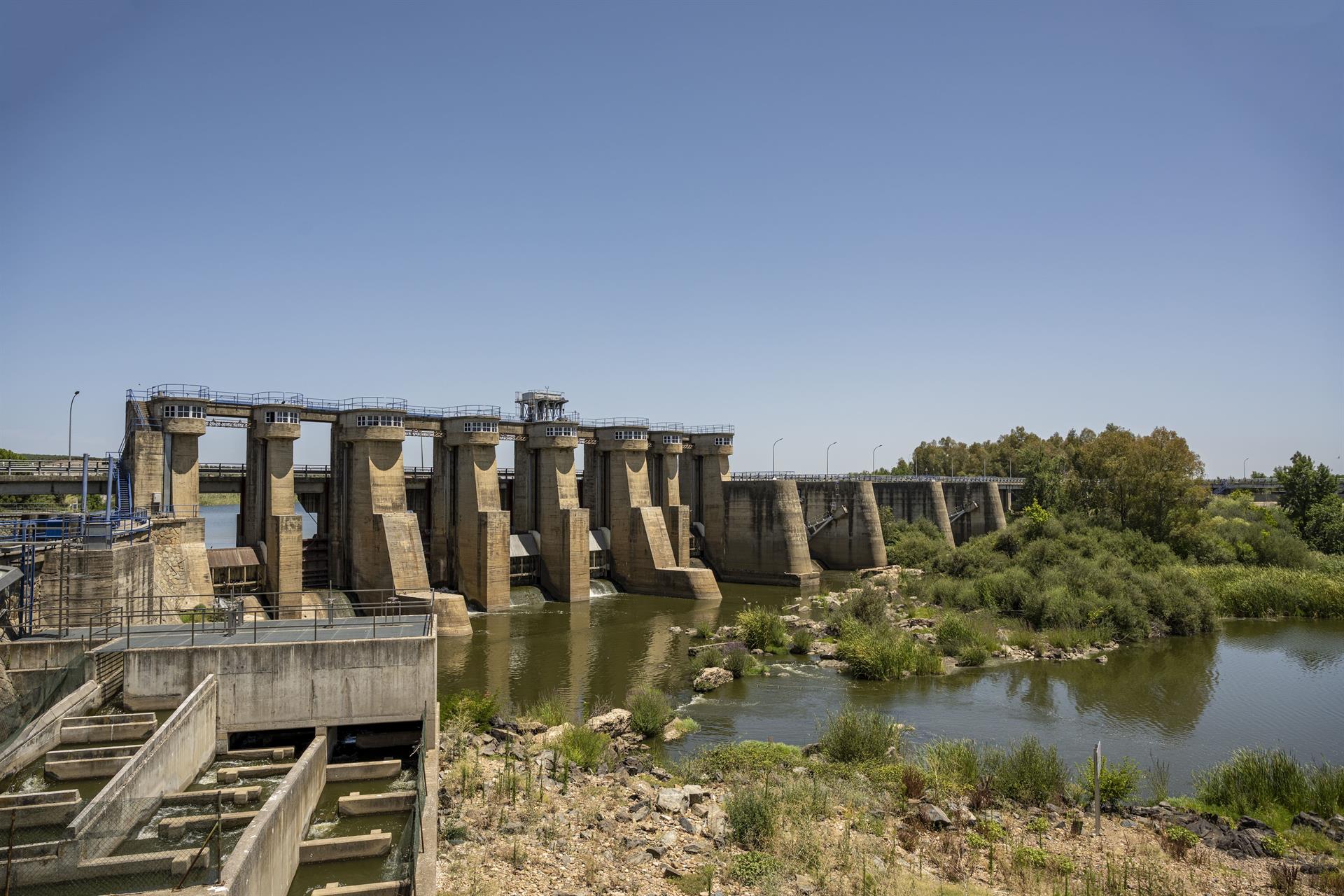 La CHG retira ejemplares de carpas y carpines que han aparecido muertos en el embalse de Montijo La CHG retira ejemplares de carpas y carpines que han aparecido muertos en el embalse de Montijo