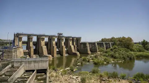 La CHG retira ejemplares de carpas y carpines que han aparecido muertos en el embalse de Montijo La CHG retira ejemplares de carpas y carpines que han aparecido muertos en el embalse de Montijo