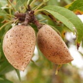 Foto almendras campo La Unio
