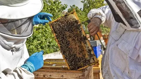 Apicultores Apicultores