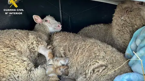 Cae una banda en Badajoz con seis implicados en el robo de al menos 134 ovejas en explotaciones ganaderas Cae una banda en Badajoz con seis implicados en el robo de al menos 134 ovejas en explotaciones ganaderas