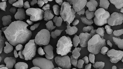 Conchas de los foraminíferos planctónicos, un grupo de protozoos del plancton marino que dejó abundantes restos fósiles y estudiado por el equipo de Biocronología de la Universidad de Zaragoza Conchas de los foraminíferos planctónicos, un grupo de protozoos del plancton marino que dejó abundantes restos fósiles y estudiado por el equipo de Biocronología de la Universidad de Zaragoza