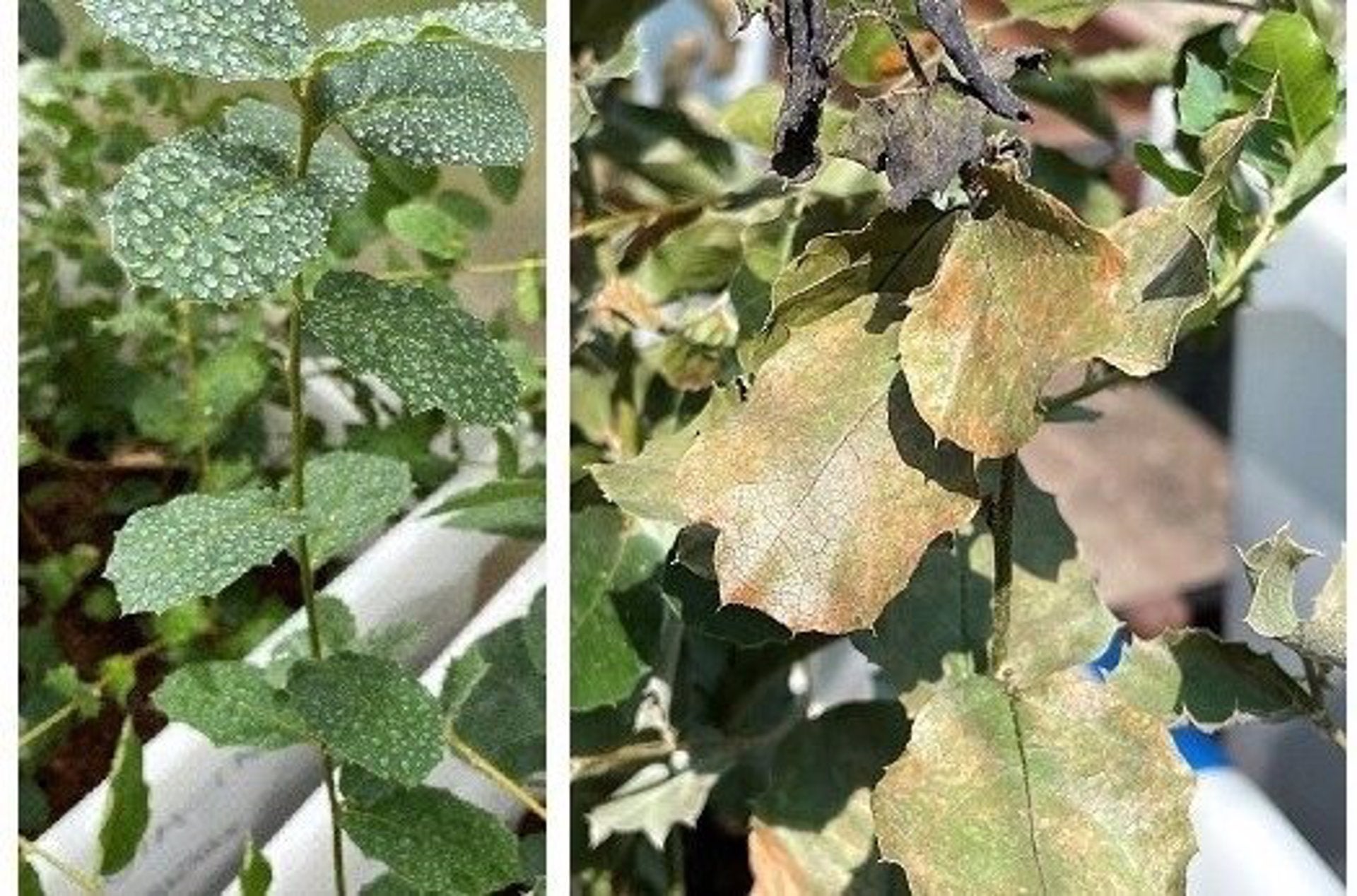Un estudio de la UEx propone un compuesto vegetal para mejorar la resistencia de árboles de hoja ancha a patógenos Un estudio de la UEx propone un compuesto vegetal para mejorar la resistencia de árboles de hoja ancha a patógenos