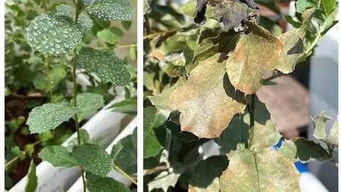 Un estudio de la UEx propone un compuesto vegetal para mejorar la resistencia de árboles de hoja ancha a patógenos Un estudio de la UEx propone un compuesto vegetal para mejorar la resistencia de árboles de hoja ancha a patógenos