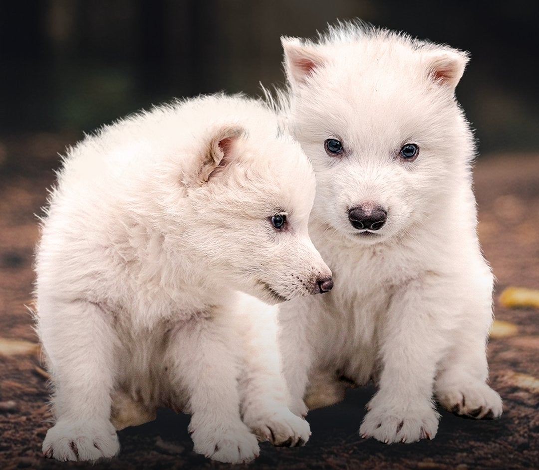 Hito histórico: científicos resucitan al "lobo terrible", así es este animal que estaba extinguido hace 10.000 años Hito histórico: científicos resucitan al "lobo terrible", así es este animal que estaba extinguido hace 10.000 años