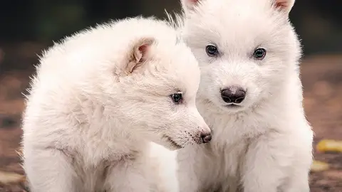 Hito histórico: científicas resucitan al “lobo terrible”: así es este animal que estaba extinguido hace 10.000 años Hito histórico: científicas resucitan al “lobo terrible”: así es este animal que estaba extinguido hace 10.000 años