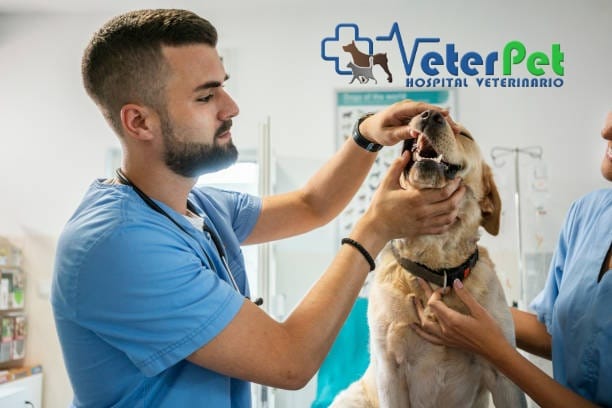 El microchip será obligatorio en perros y gatos de la UE a partir de 2028. Ángel Osuna recuerda que en España se requiere desde 2023 El microchip será obligatorio en perros y gatos de la UE a partir de 2028. Ángel Osuna recuerda que en España se requiere desde 2023