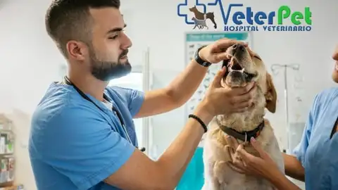 Escucha los consejos de Ángel Osuna si piensas viajar con tu perro esta Semana Santa Escucha los consejos de Ángel Osuna si piensas viajar con tu perro esta Semana Santa