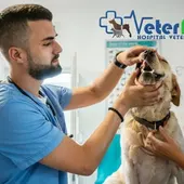 Escucha los consejos de Ángel Osuna si piensas viajar con tu perro esta Semana Santa Escucha los consejos de Ángel Osuna si piensas viajar con tu perro esta Semana Santa