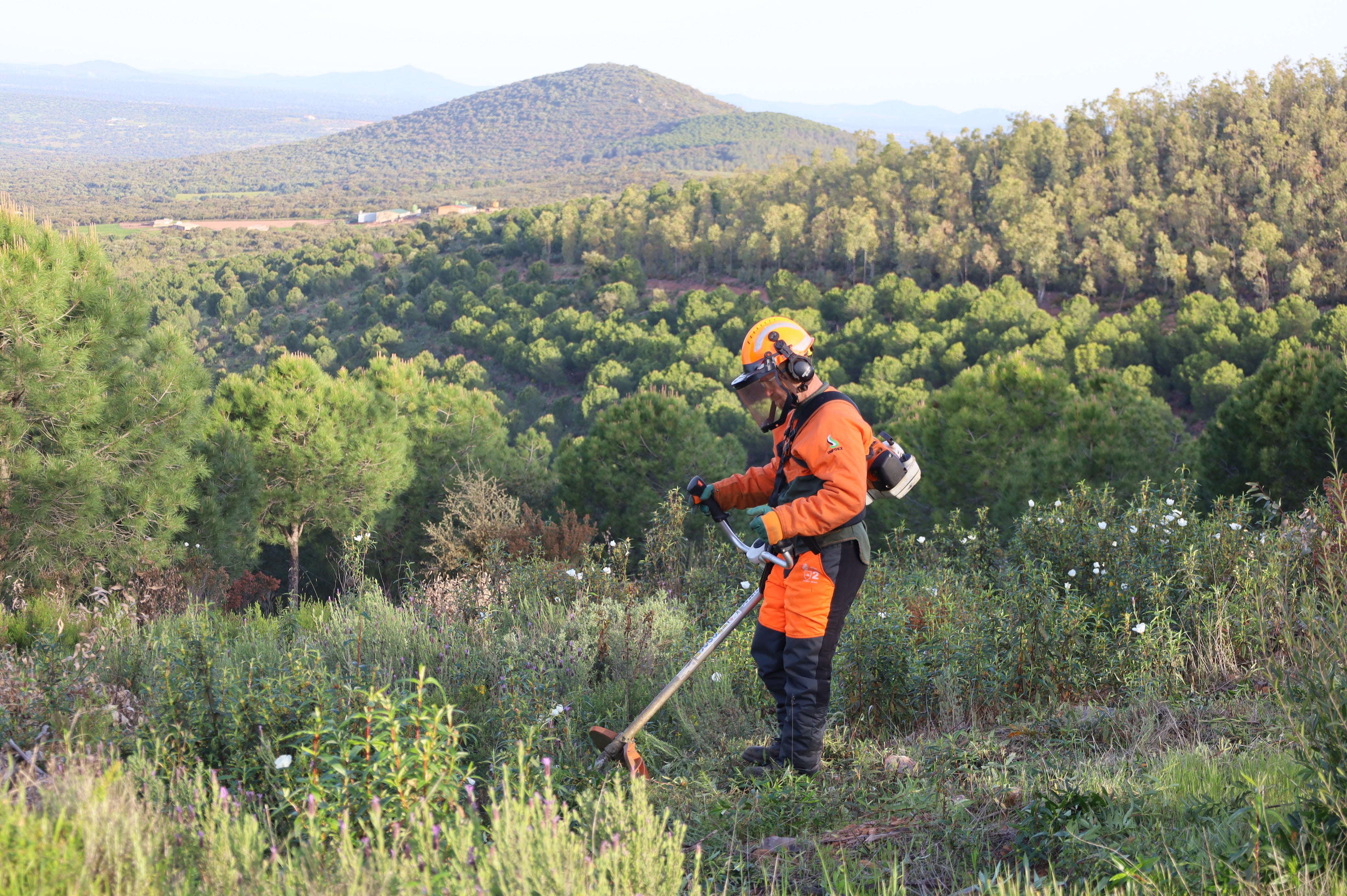 Efectivos del INFOEX desarrollan trabajos para minimizar el riesgo de incendios y reducir sus efectos negativos en caso de producirse Efectivos del INFOEX desarrollan trabajos para minimizar el riesgo de incendios y reducir sus efectos negativos en caso de producirse