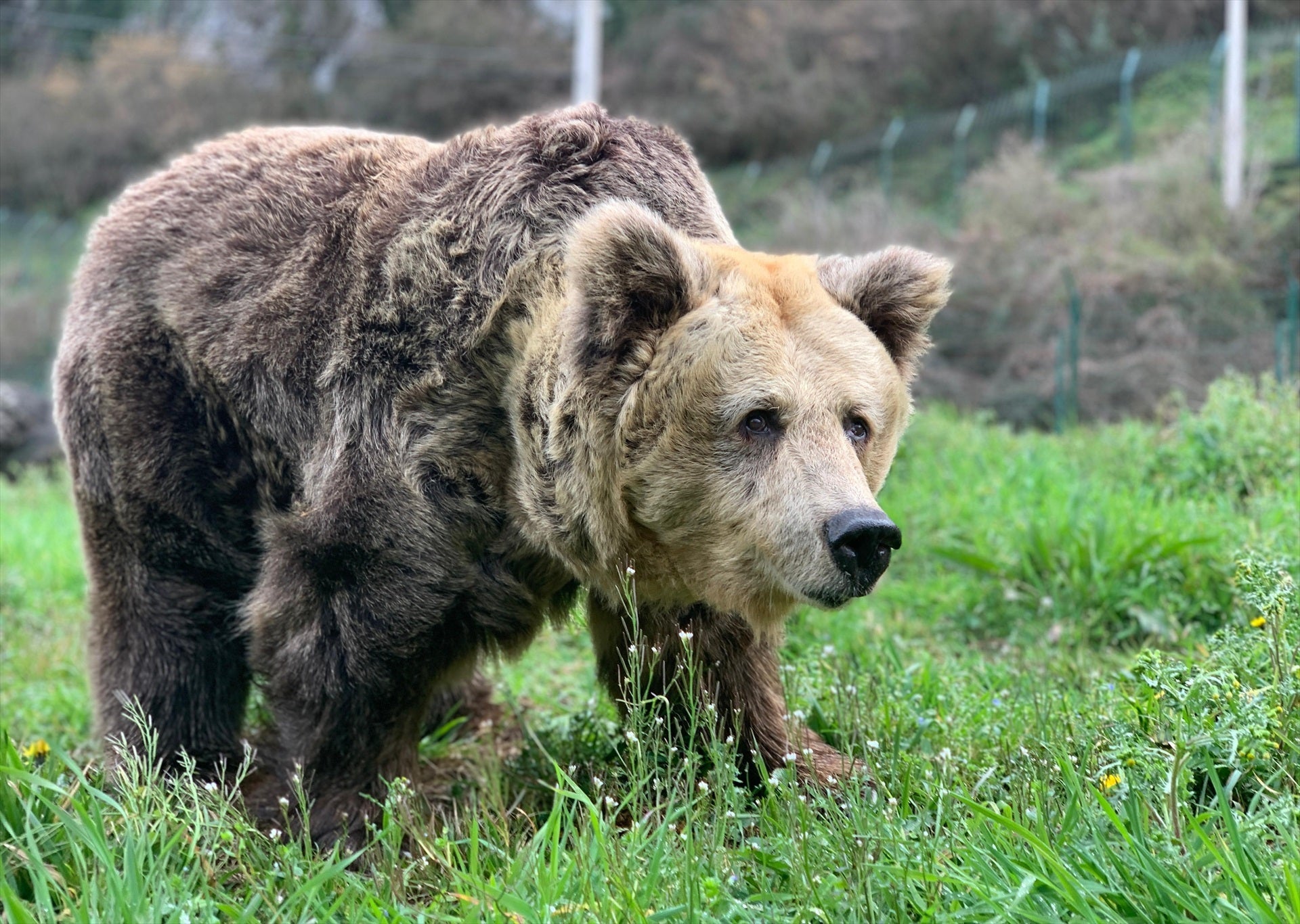 Muere Paca, símbolo de la lucha por la recuperación del oso pardo cantábrico en Asturias Muere Paca, símbolo de la lucha por la recuperación del oso pardo cantábrico en Asturias