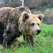 Oso pardo