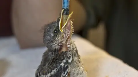 El parque Terra Natura Benidorm colaborará con la Generalitat en el programa autonómico de cría y recuperación de pequeñas aves silvestres El parque Terra Natura Benidorm colaborará con la Generalitat en el programa autonómico de cría y recuperación de pequeñas aves silvestres