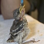 El parque Terra Natura Benidorm colaborará con la Generalitat en el programa autonómico de cría y recuperación de pequeñas aves silvestres