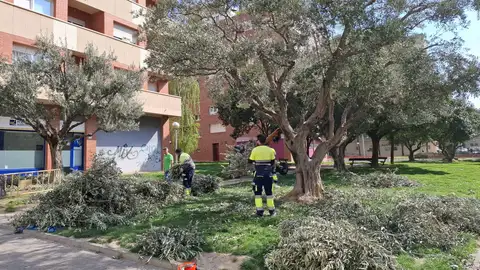 Huesca reparte a las iglesias ramas de olivo para el Domingo de Ramos Huesca reparte a las iglesias ramas de olivo para el Domingo de Ramos