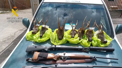 Denunciados en Fiscal por transportar de forma ilegal siete cabezas de corzo Denunciados en Fiscal por transportar de forma ilegal siete cabezas de corzo