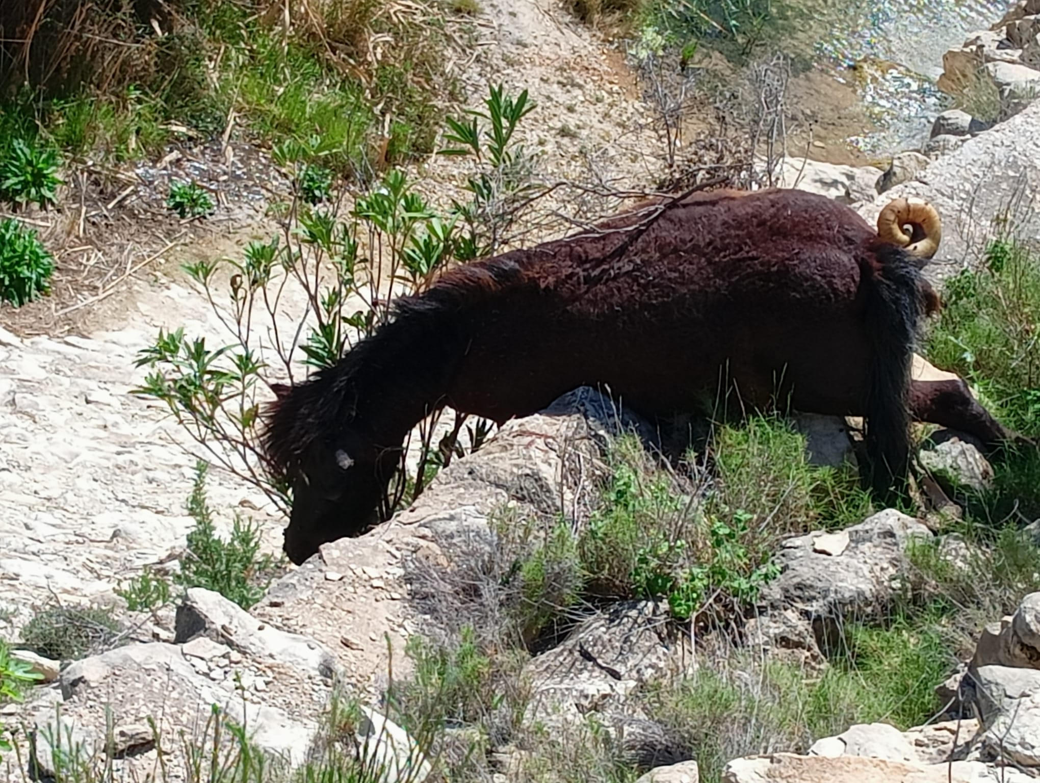 Investigan el hallazgo de un caballo muerto en una zona de la Rambla de Puça de Petrer Investigan el hallazgo de un caballo muerto en una zona de la Rambla de Puça de Petrer