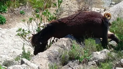 Cuerpo sin vida del caballo encontrado en una zona de la Rambla de Puça de Petrer. Cuerpo sin vida del caballo encontrado en una zona de la Rambla de Puça de Petrer.