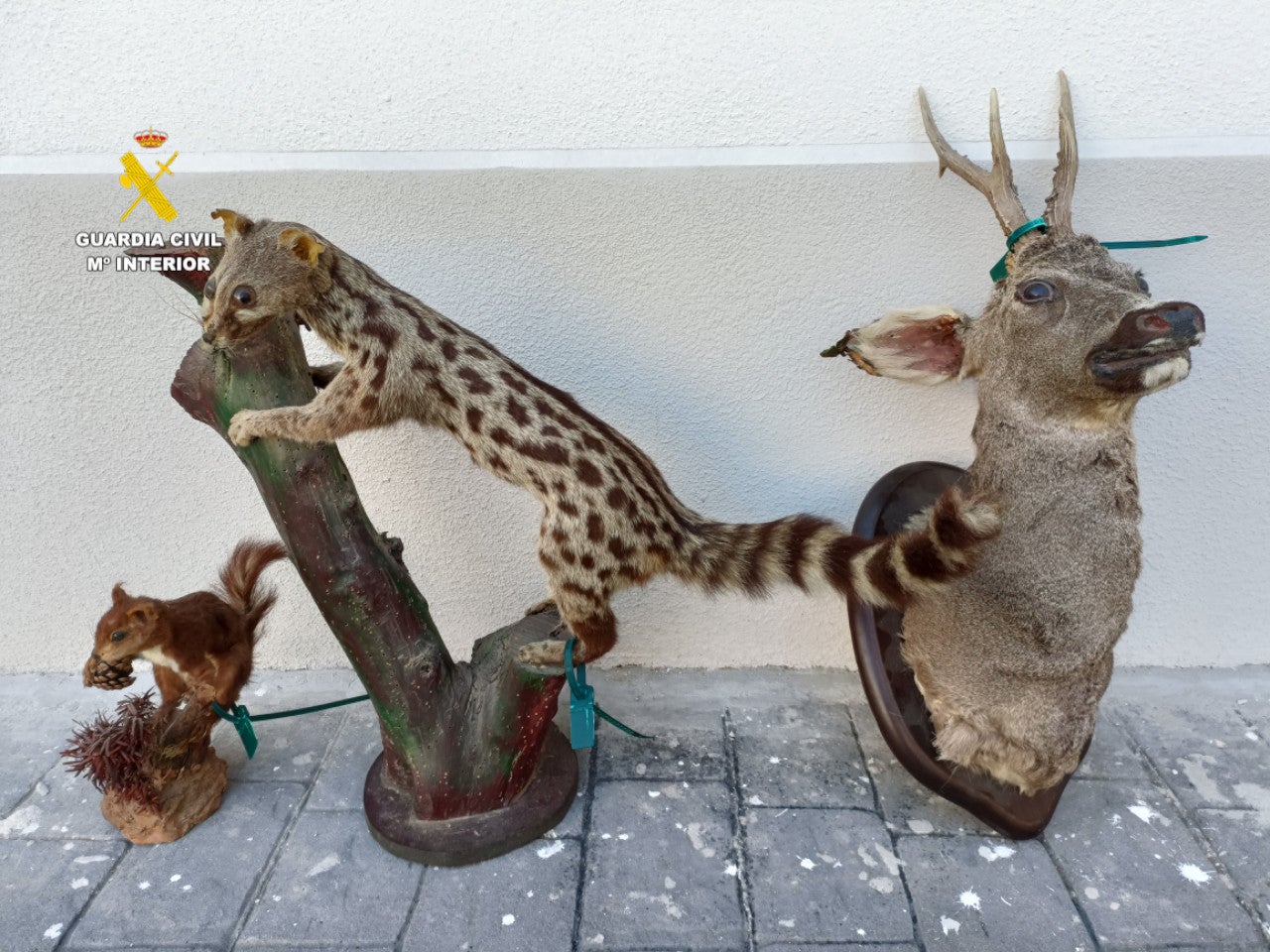 La Guardia Civil investiga a una persona por un presunto delito contra la flora y la fauna en Viver La Guardia Civil investiga a una persona por un presunto delito contra la flora y la fauna en Viver