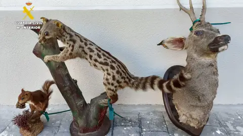 La Guardia Civil investiga a una persona por un presunto delito contra la flora y la fauna en Viver La Guardia Civil investiga a una persona por un presunto delito contra la flora y la fauna en Viver