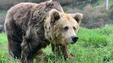 Paca, la osa de Santo Adriano, ha sido sacrificada mediante eutanasia compasiva por sus problemas de salud Paca, la osa de Santo Adriano, ha sido sacrificada mediante eutanasia compasiva por sus problemas de salud