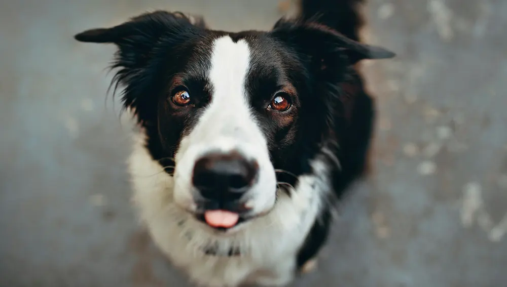 Según los veterinarios, seis signos de ser feliz con un perro Según los veterinarios, seis signos de ser feliz con un perro